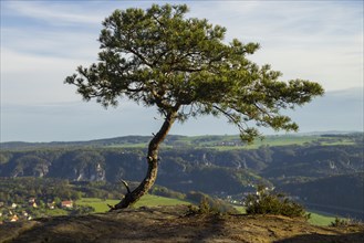 The Lilienstein is the most striking and best-known rock in the Elbe Sandstone Mountains. Pine tree