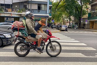 Funny street scene, dog riding along on a motorbike, Buenos Aires, Argentina, South America