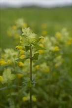 Rattle (Rhinanthus), flower meadow in the Swabian-Franconian Forest nature park Park, spring, May,