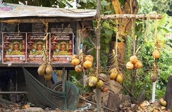 Coconuts hanging on the roadside for sale, Kavanattinkara, Backwaters, Kerala, India, Asia