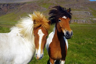 Two Icelandic horses with different coloured manes look into the camera, Snaefelnes, Iceland,
