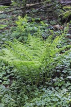 Lady fern (Athyrium filix-femina), North Rhine-Westphalia, Germany, Europe