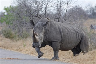 Southern white rhinoceros (Ceratotherium simum simum), adult female crossing the asphalt road, with
