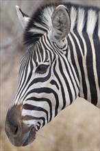 Burchell's zebra (Equus quagga burchellii), adult feeding on dry grass, head close-up, profile