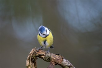 Blue tit (Parus caeruleus), adult bird, Dingdener Heide nature reserve, North Rhine-Westphalia,