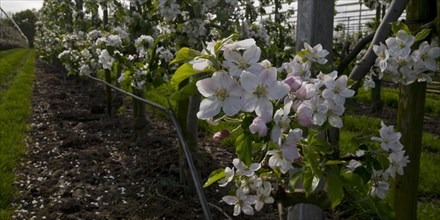 Apple blossom, low-stemmed fruit variety in monoculture, orchard, Neuss, Lower Rhine, North