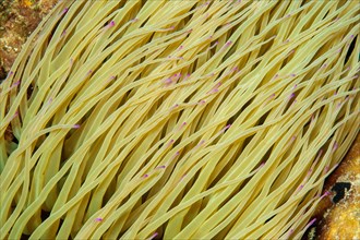 Close-up of Bicoloured Mediterranean Sea anemone opelet anemone (Anemonia viridis) Wax anemone with