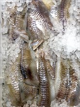 Display of fish caught fish pollack (Pollachius virens) in the form of pollack fillet on ice in