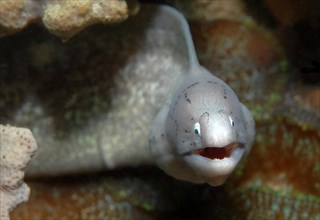 Geometric moray (Gymnothorax griseus) with white eyes open mouth looking directly at observer, Red