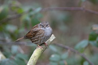 Dunnock (Prunella modularis), adult bird, Dingdener Heide nature reserve, North Rhine-Westphalia,