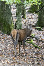 Red deer (Cervus elaphus), Volcanic Eifel, Rhineland-Palatinate, Germany, Europe