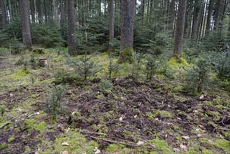Wild boar tracks in forest regeneration corner, Fir trees, silver fir, Wild boar, forest