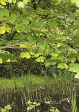 Horse-chestnut (Aesculus hippocastanum) backlit, North Rhine-Westphalia, Germany, Europe