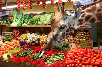 Humour photo, Giraffe helps himself at the vegetable stand, photomontage