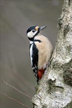 Great spotted woodpecker (Dendrocopos major), adult female, Dingdener Heide nature reserve, North