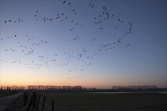 Greater white-fronted goose (Anser albifrons), flock of geese in flight at sunrise, starting from