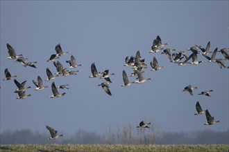 Greater white-fronted goose (Anser albifrons) and barnacle goose (Branta leucopsis), flock of geese