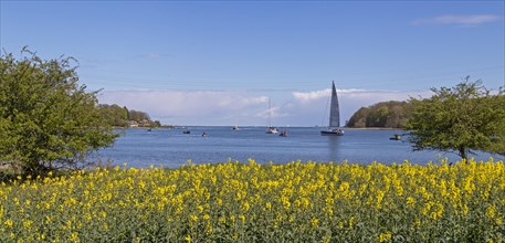 Thatched roof houses, herring fishing, sailing boat, boats, rape field, Rabelsund, Rabel, Schlei,