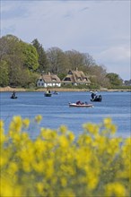Thatched roof houses, herring fishing, boats, rape field, Rabelsund, Rabel, Schlei,