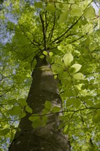 Beech in spring dress, Swabian-Franconian Forest nature park Park, photosynthesis, spring, April,