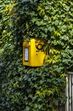 Yellow letterbox surrounded by Ivy, Berlin, Germany, Europe