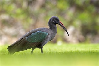 Hadada Ibis (Bostrychia hagedash) Threskiornithidae family, foraging, poking in the ground,