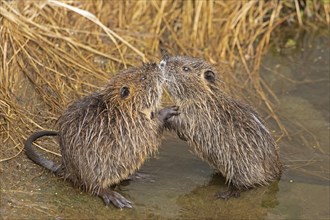 Two Nutria (Myocastor coypus) young animals nudge their snouts together, Wilhelmsburg, Hamburg,