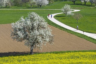 Field path with cyclists on the Albtrauf, agricultural fields with blossoming fruit trees in