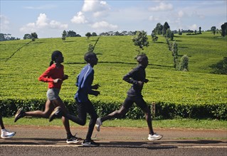 Athletes, training, running on the road, Tea plantation, Kenya, Africa