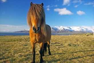 Icelandic horse with long mane standing on a wide meadow, humour, Iceland, Europe