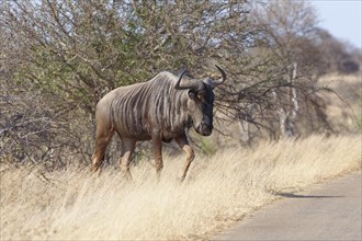 Blue wildebeest (Connochaetes taurinus), adult male gnu, crossing the asphalt road, Kruger National