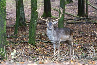 Fallow deer (Dama dama), standing in the forest, Vulkaneifel, Rhineland-Palatinate, Germany, Europe