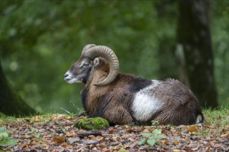 Mouflon (Ovis-gmelini), Vulkaneifel, Rhineland-Palatinate, Germany, Europe