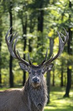 Red deer (Cervus elaphus), head portrait, Vulkaneifel, Rhineland-Palatinate, Germany, Europe