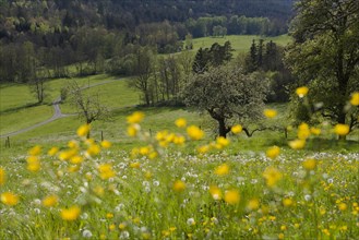 Spring in the Rottal near Wielandsweiler, Mainhardter Wald, Schwaebisch-Fraenkischer Wald Nature