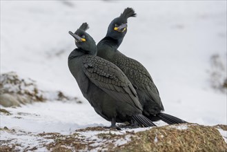 Common shag (Phalacrocorax aristotelis), pair, plumage, winter, in the snow, Hornoya, Hornoya,