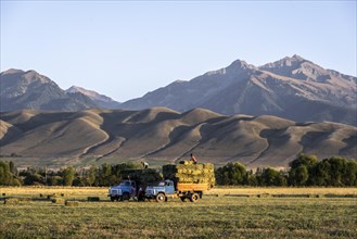 Farmers with two lorries harvesting hay bales, Kyrgyzstan, Asia