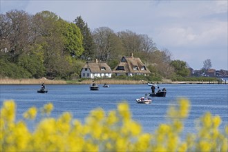 Thatched roof houses, herring fishing, boats, rape field, Rabelsund, Rabel, Schlei,