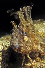 Close-up image of head Head portrait Tentacled Blenny (Parablennius tentacularis) looking directly
