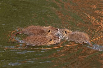Three Nutria (Myocastor coypus) young animals poking their snouts together in the water,
