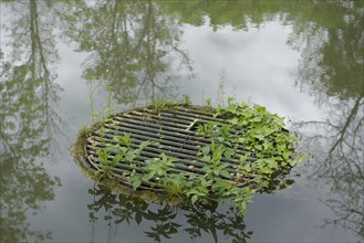 Sprouting greenery at the drainage shaft in the castle pond, gully, New Castle, Gaildorf, Limpurger