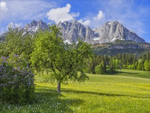 Wilder Kaiser in spring, Lilac and trees, flower meadow, blue sky, Going am Wilden Kaiser, Tyrol,