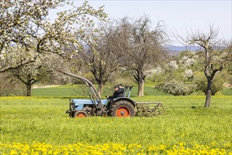 Tractor at work in the field, blossoming fruit trees in the orchards of the Swabian Alb, spring