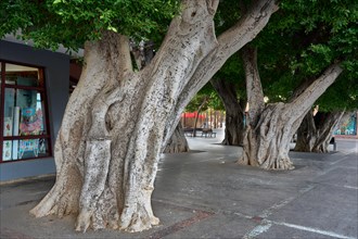 Old, massive trees in the Plaza de la Constitucion, gajumaru (Ficus microcarpa), also known as