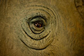 Eye, white rhino (ceratotherium simum), stuffed, National museum, Nairobi, Kenya, Africa