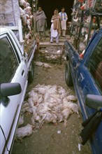 Dead chicken, lying on the ground, Rawalpindi, Pakistan, Asia