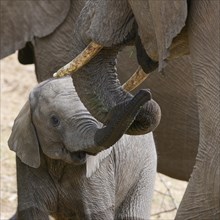African bush elephants (Loxodonta africana), mother with elephant baby, display of affection,
