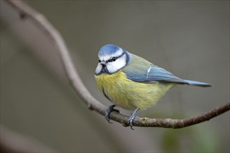 Blue tit (Parus caeruleus), adult bird, Dingdener Heide nature reserve, North Rhine-Westphalia,