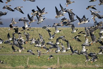 Greater white-fronted goose (Anser albifrons) and barnacle goose (Branta leucopsis), flock of geese