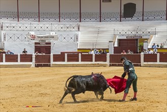 The matador confronts the bull with a red cloth in a bullring, bullfighting, bullring, Merida,